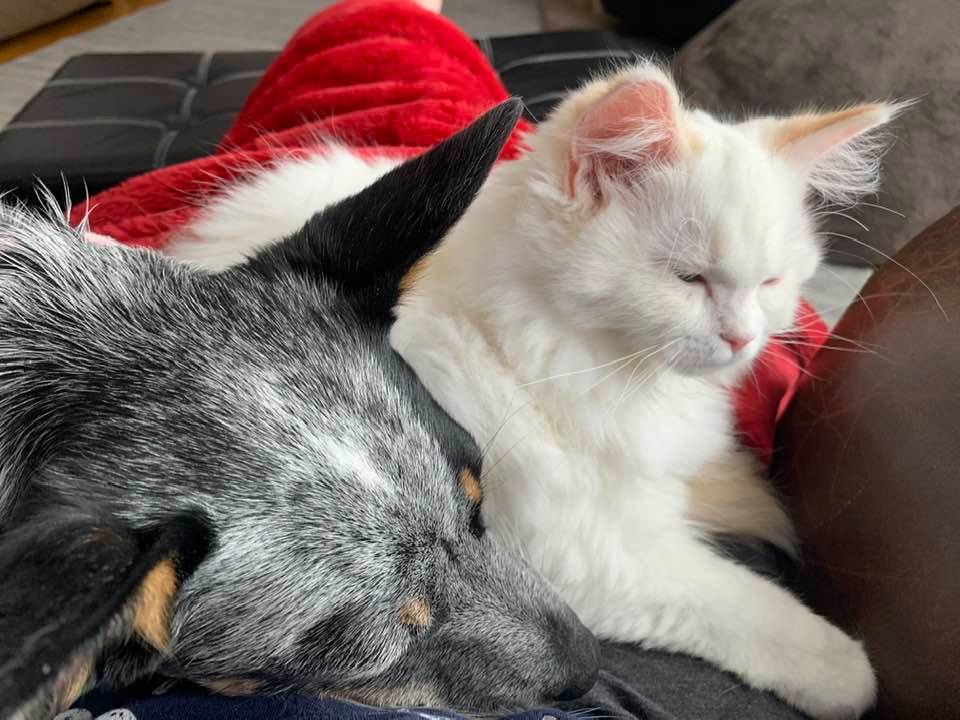 TICA Registered Ragdolls RaeLynnRagz