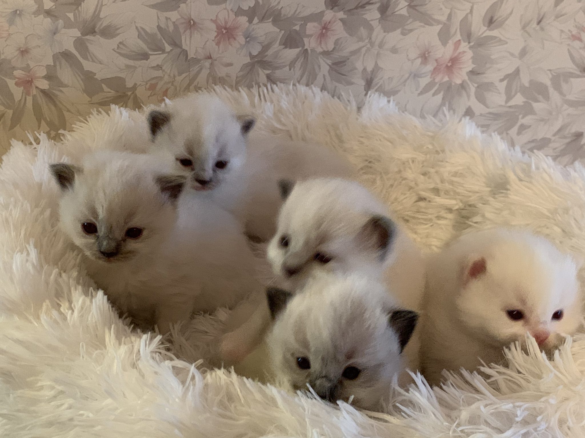 ragdoll kittens 5 weeks old