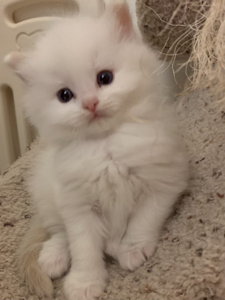 Ragdoll kittens, TICA registered, for sale,Wisconsin